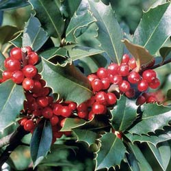 Holly Plant