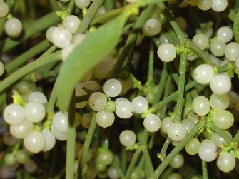 Picture of mistletoe with berries