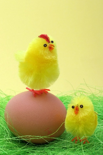 Easter chicks and egg