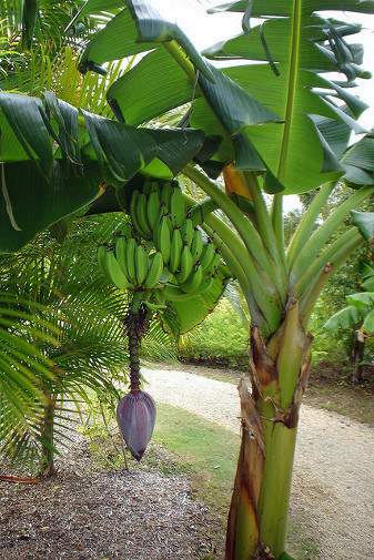 Banana Tree