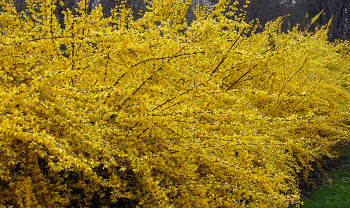 Picture of Forsythia bush