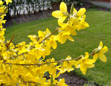 Forsythia flowers photo