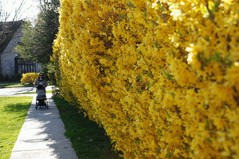 Forsythia flowers photo