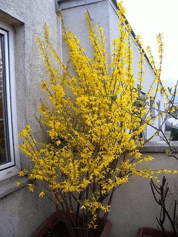 Potted Forsythia grown in a container