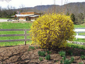 Picture of a rounded Forsythia bush