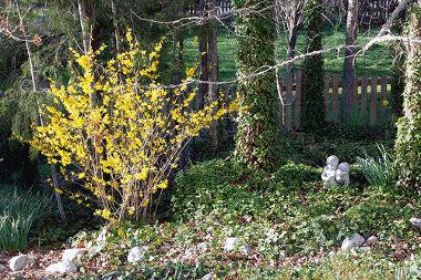 Photo of a small forsythia bush