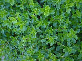 Creeping Wild Thyme