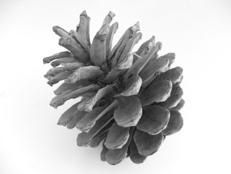 An open Pinecone