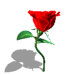 Dancing red rose
